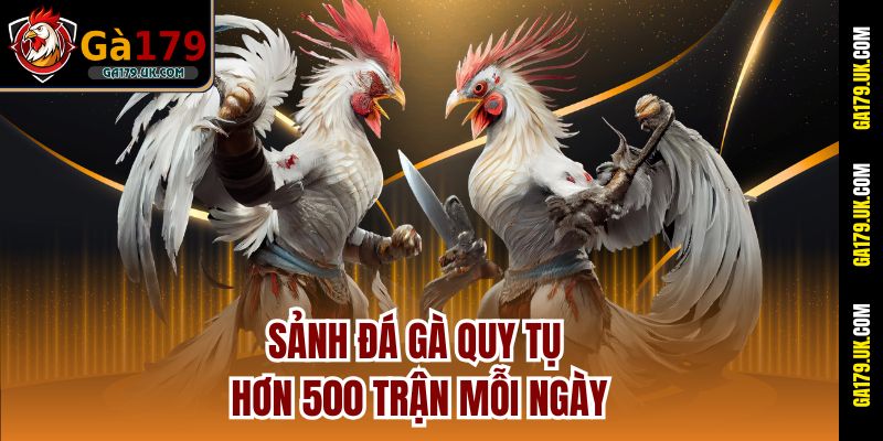 Sảnh đá gà quy tụ hơn 500 trận mỗi ngày