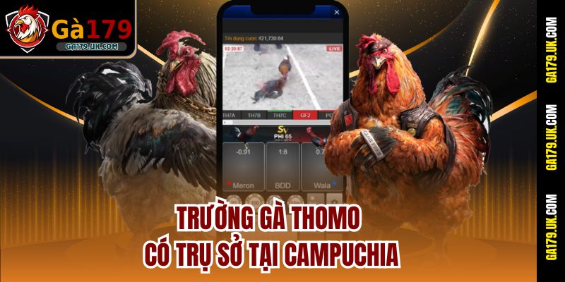 Trường gà Thomo có trụ sở tại Campuchia