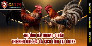 Trường Gà Thomo Ở Đâu - Thiên Đường Đá Gà Kịch Tính Tại Ga179