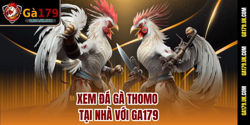 Xem đá gà Thomo tại nhà với Ga179